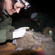 Image for article titled Stop Using Rat Poison, It's Killing Wildlife